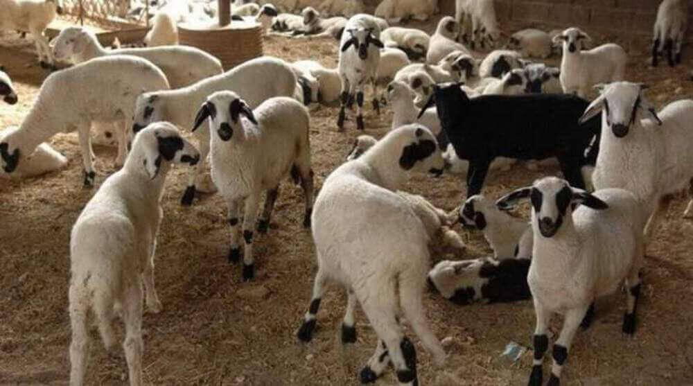 Ελάχιστα ακριβότερα φέτος τα ντόπια αρνιά και κατσίκια