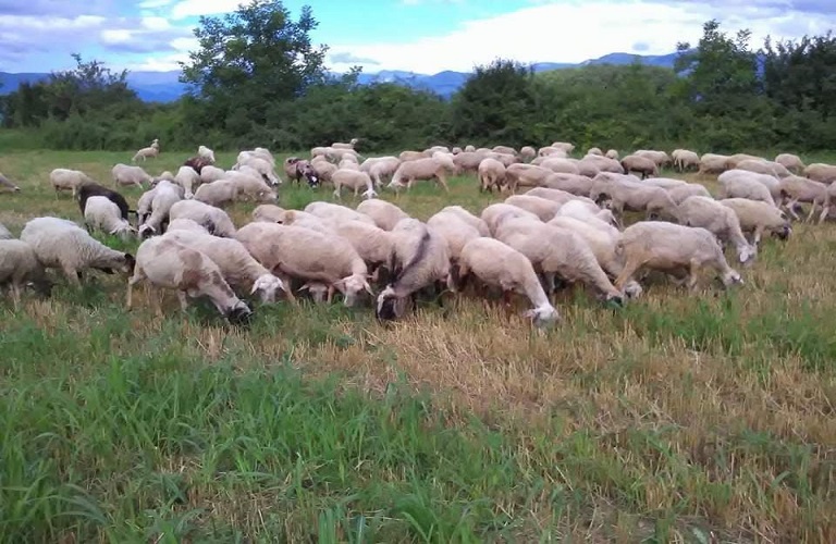 Λύσεις από το Αγροτικής Ανάπτυξης για να αποφευχθούν πρόστιμα Σχεδίων Βόσκησης
