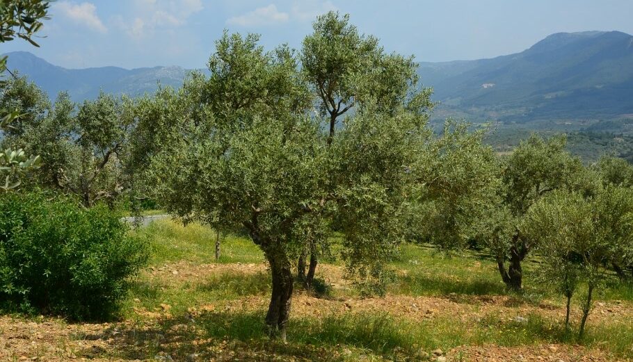 Μανώλης Γελασάκης: Πάμε για μια καλή χρονιά στο ελαιόλαδο