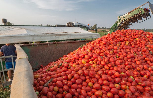 Στα αζήτητα θερμοκηπιακές τομάτες και αγγουράκια