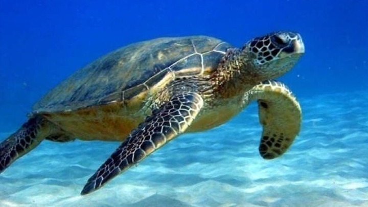 Εκδήλωση στο Ρέθυμνο για την προστασία των θαλάσσιων χελωνών