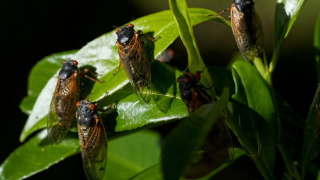 ΗΠΑ: Ένα τρισεκατομμύριο έντομα θα βγουν από τη γη