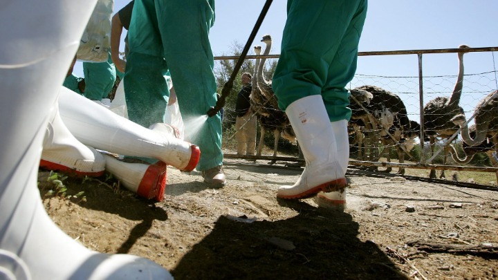 Καταγράφτηκε θανατηφόρο κρούσμα από Η5Ν2