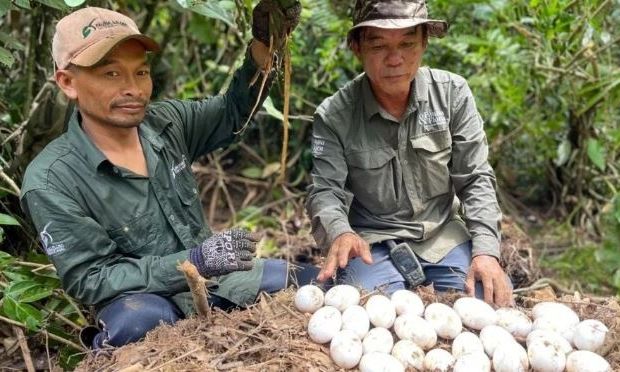Εξαφανισμένοι κροκόδειλοι επέστρεψαν στην Καμπότζη