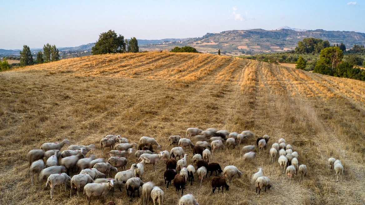 ΥΠΑΑΤ: Δέσμη 7 άμεσων μέτρων για την αντιμετώπιση της ευλογιάς των αιγοπροβάτων