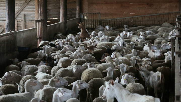 Λαμβάνονται μέτρα μετά τον εντοπισμό κρούσματος πανώλης μικρών μηρυκαστικών σε κτηνοτροφική μονάδα στην ορεινή Κορινθία
