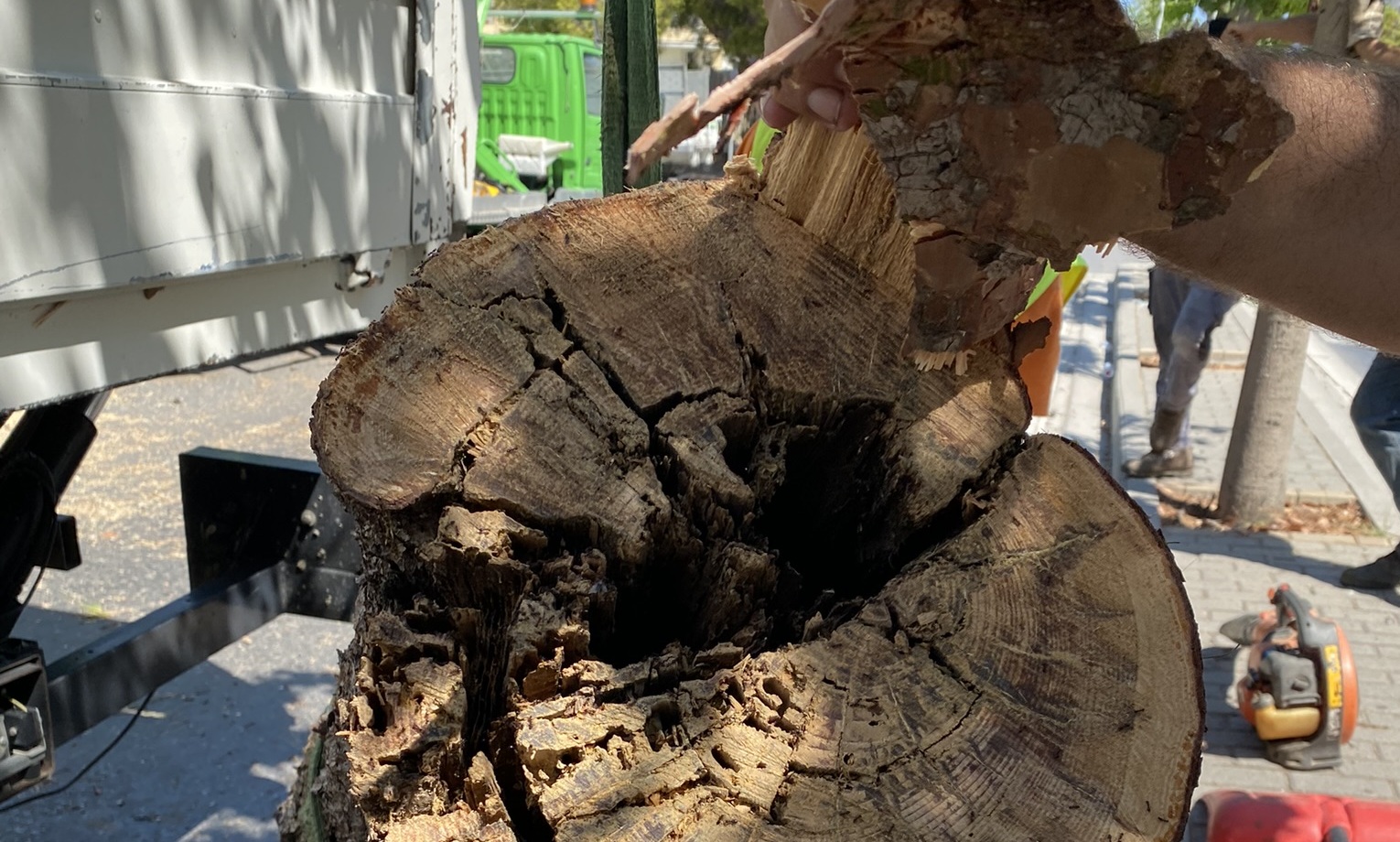 Ελεύθερος ο Ν. Γιαλιτάκης για την κοπή του δέντρου