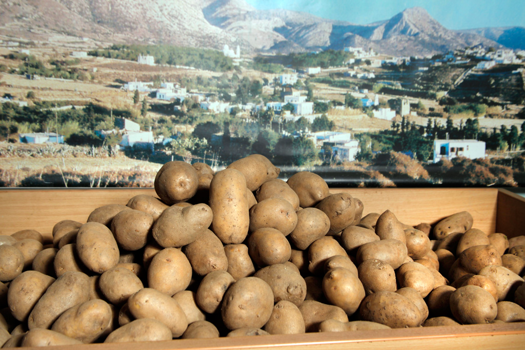 Η ανομβρία βάζει σε κίνδυνο την παραγωγή πατάτας