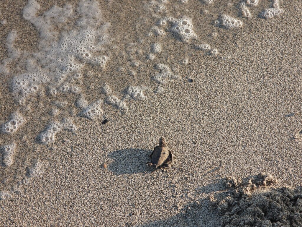 Η πράσινη χελώνα στη Χρυσή!