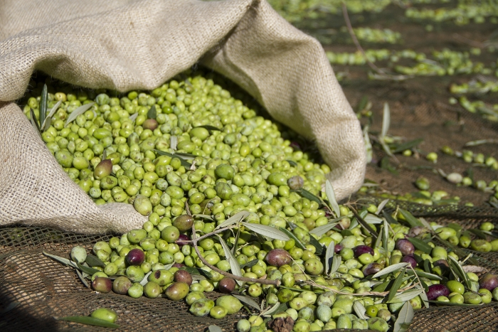 Ημερομηνίες έναρξης συγκομιδής ελαιοκάρπου για τις Τοπικές Κοινότητες όπου ολοκληρώθηκε η δακοκτονία στην Π.Ε. Ηρακλείου