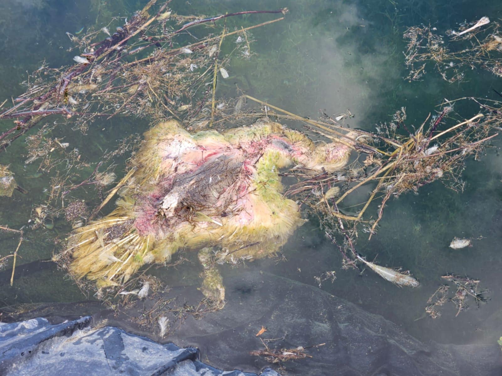 Πως οι δεξαμενές νερού γίνονται φονικές για γυπαετούς και άλλα ζώα (Photos)