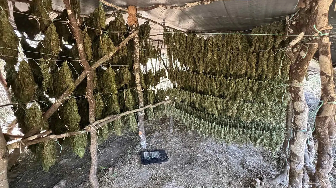 Κρήτη: Απανωτά τα χτυπήματα της ΕΛ.ΑΣ. κατά των χασισοκαλλιεργητών