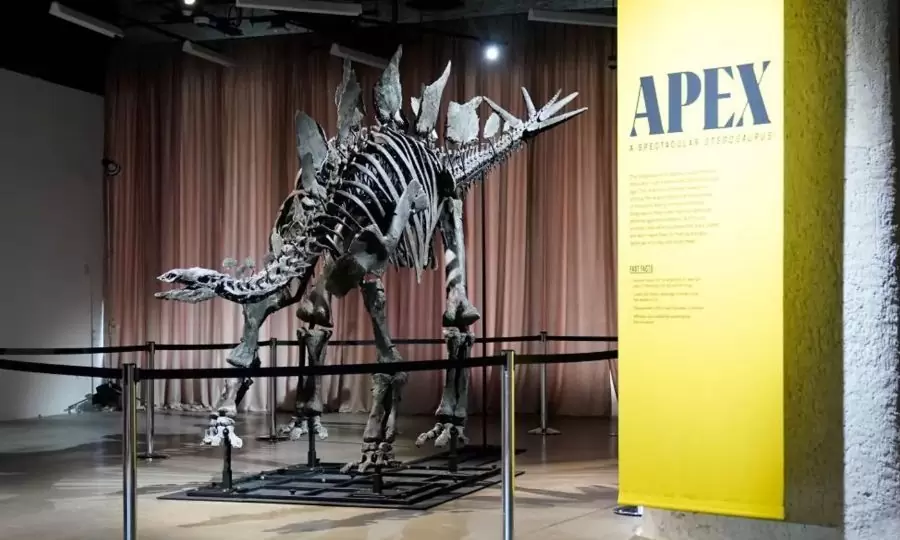 Άγνωστος αγοραστής έδωσε 46.000.000 και αγόρασε έναν… στεγόσαυρο 150.000.000 ετών