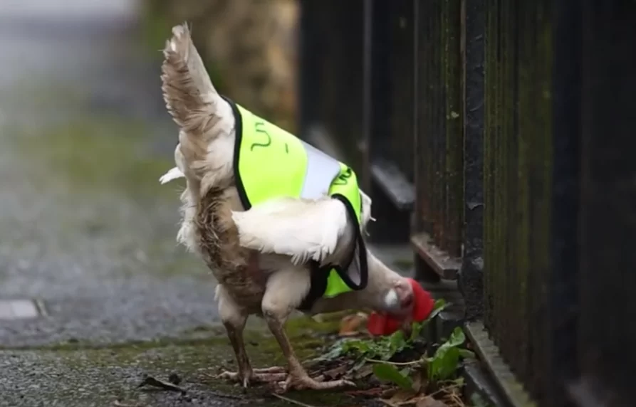 Κότα απέκτησε δικό της… φωσφοριζέ μπουφάν για να περνάει τον δρόμο με ασφάλεια