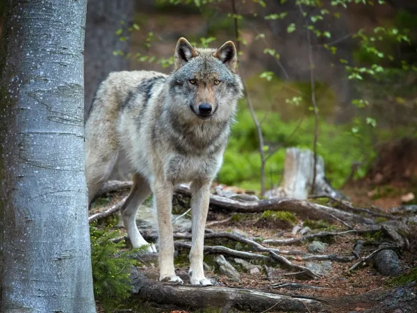 Λύκοι εμφανίστηκαν στον Ταΰγετο για πρώτη φορά μετά από 94 χρόνια