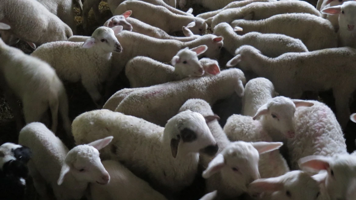 Μέτρα για την ευλογιά των προβάτων στο Ηράκλειο