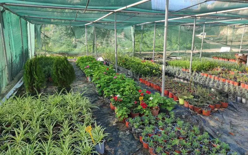 Δήμος Ηρακλείου: Νέα δέντρα και φυτά για την ανανέωση του αστικού πρασίνου