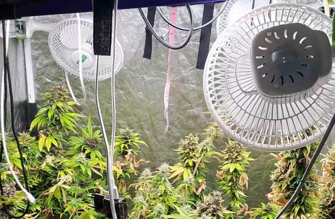 Αδέρφια συνελήφθησαν για 3 κιλά κάνναβης