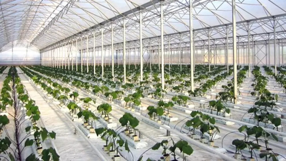 Ανοίγει η αυλαία για τα σύγχρονα θερμοκήπια: Χρηματοδοτήσεις από 23 Ιουνίου