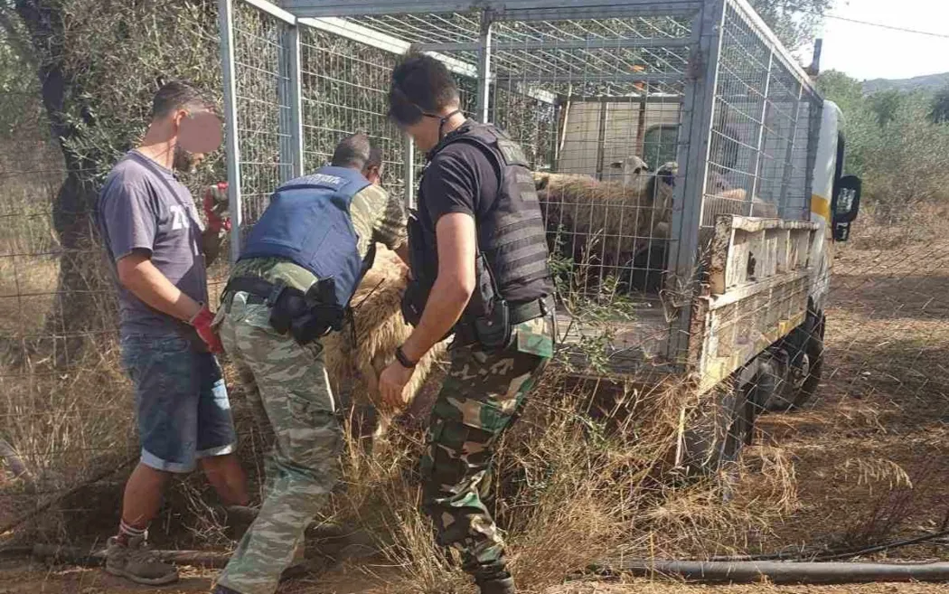 Ηράκλειο: Εξιχνιάστηκαν δύο υποθέσεις κλοπών αγροτικών οχημάτων και μια υπόθεση ζωοκλοπής