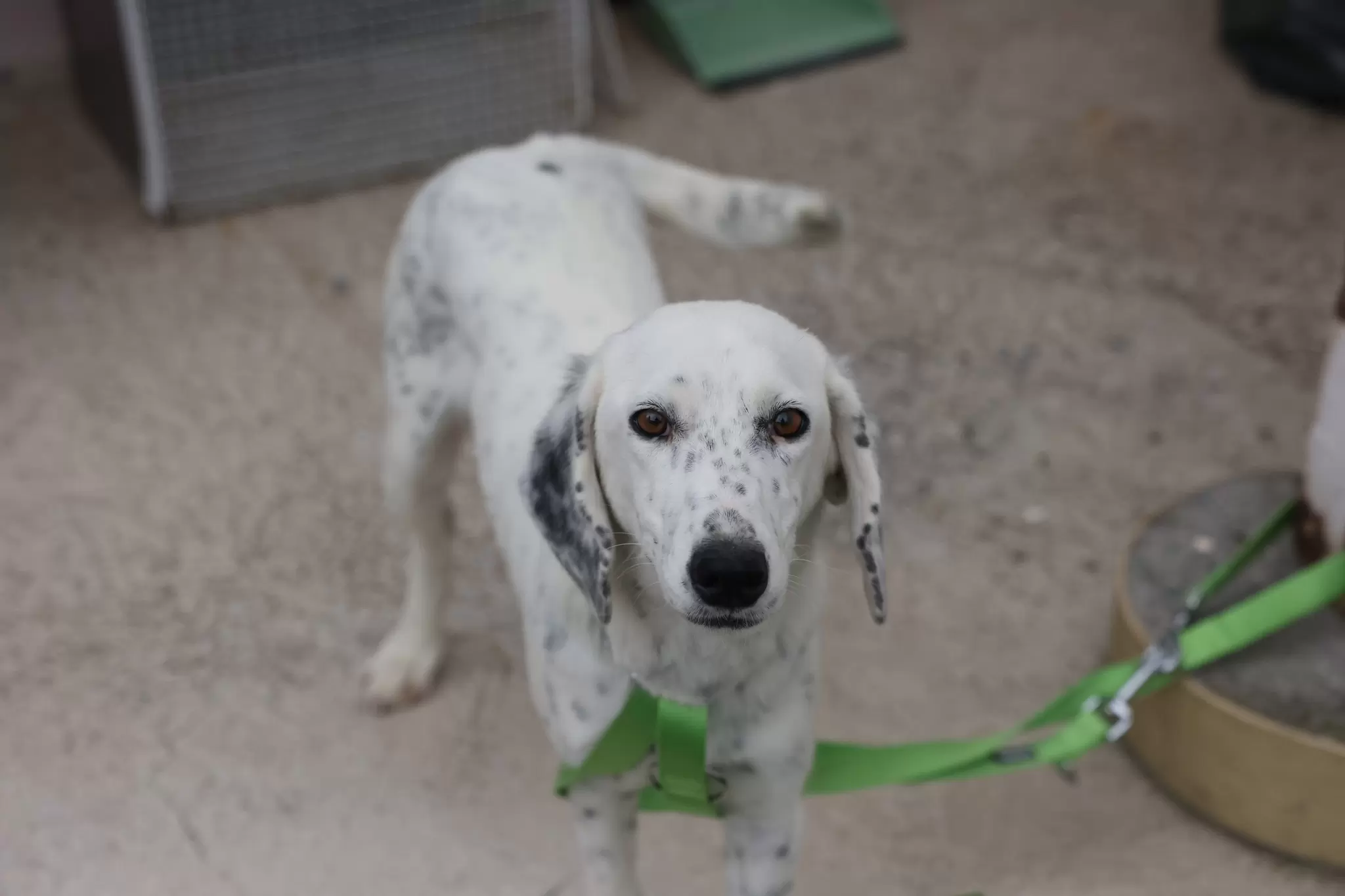 Εθελοντική στείρωση ζώων από κτηνίατρους μέλη του Παραρτήματος Κρήτης του Πανελλήνιου Κτηνιατρικού Συλλόγου