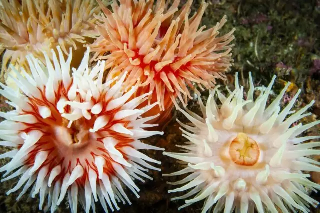 Γιολάντα Κουλούρη για τις θαλάσσιες ανεμώνες: Δεν είναι επικίνδυνο είδος. Δεν πρέπει να τις ενοχλούμε!