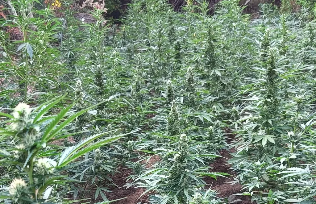 Οικογενειακή υπόθεση μεγάλη χασισοφυτεία…