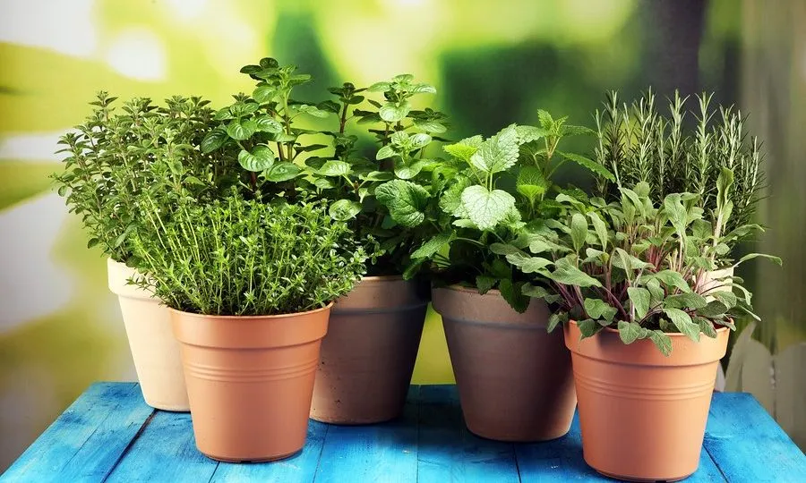 Γνωριμία με τα βότανα και τις θεραπευτικές τους ιδιότητες στο Κ.Α.Π.Η Νεάπολης