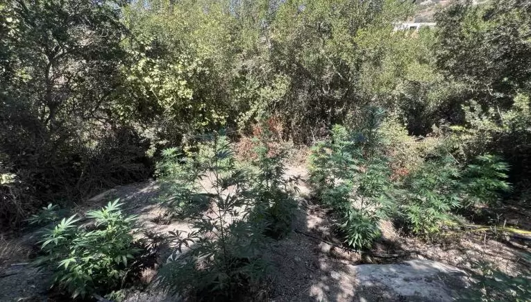 Κρήτη: Στα χέρια της Αστυνομίας ενώ…καλλιεργούσαν τη σοδειά τους!