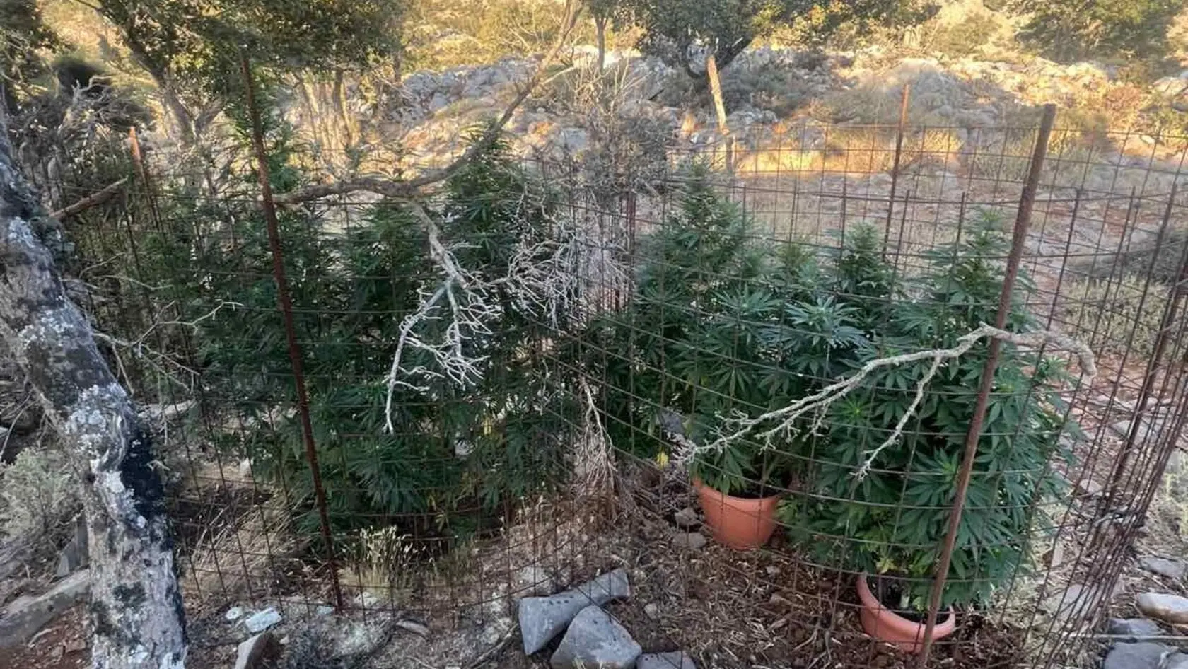 Ρέθυμνο: Συνελήφθησαν δύο ημεδαποί για καλλιέργεια δενδρυλλίων κάνναβης
